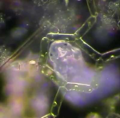 ? microscopic tardigrade going for a stroll through some algae