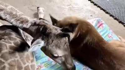 Baby giraffe loves his doggo .