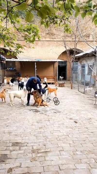 He brought that wheelchair specially for that special dog