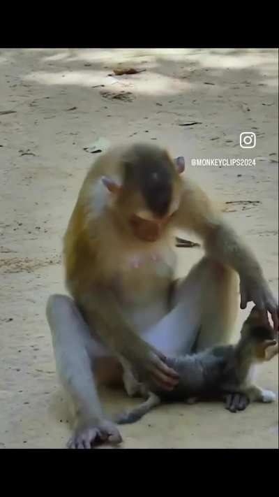 ? macaque monkey interacting with a kitten.