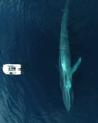 ? Majestic Blue Whale ?