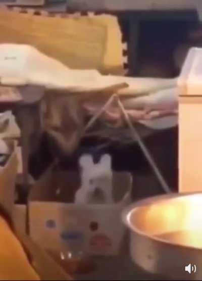? "Puppy Dog Bouncin"