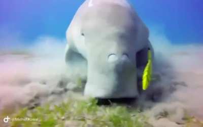 ? dugong