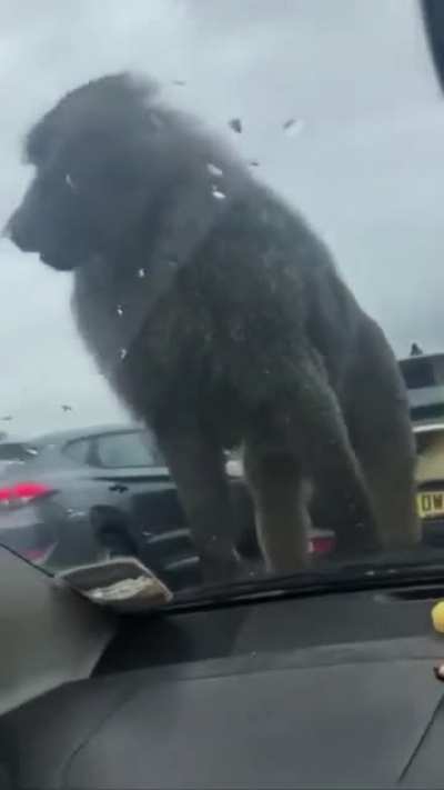 Monkey ? (credit: @denayus20194 on Instagram, martinagee1 on Tik Tok)