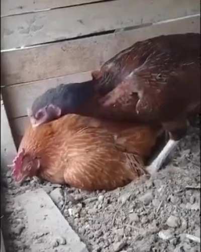 “Sit on the egg you idiot!”