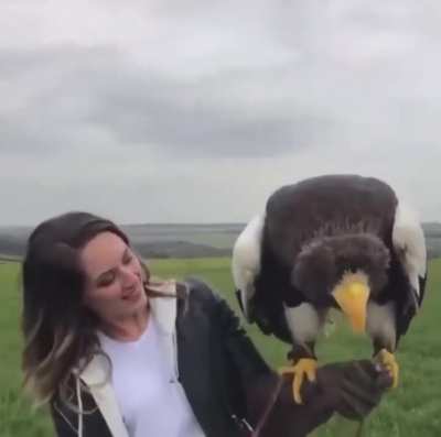 ? Stellar's Sea Eagle is one of the world's largest eagles, averaging 11 - 20 lbs.