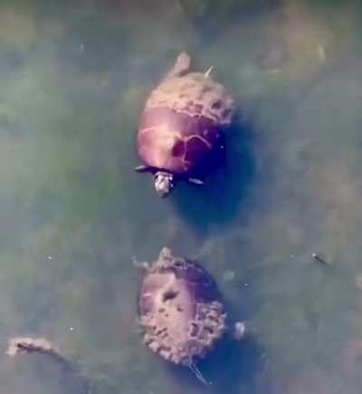 ? A turtle annoying his turtle friend ?