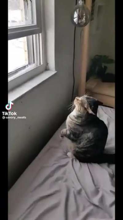 Window open cat cold