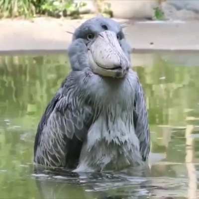 ? The shoebill looks like an animatron of itself ?