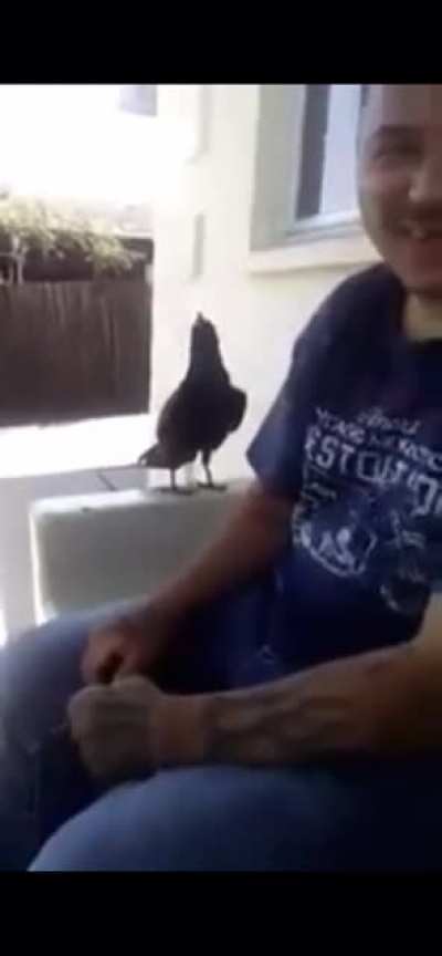 Dude got told off by a bird