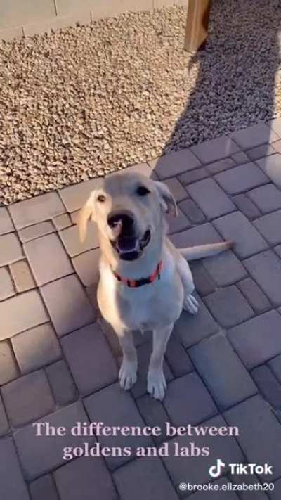 Difference between goldens and labs