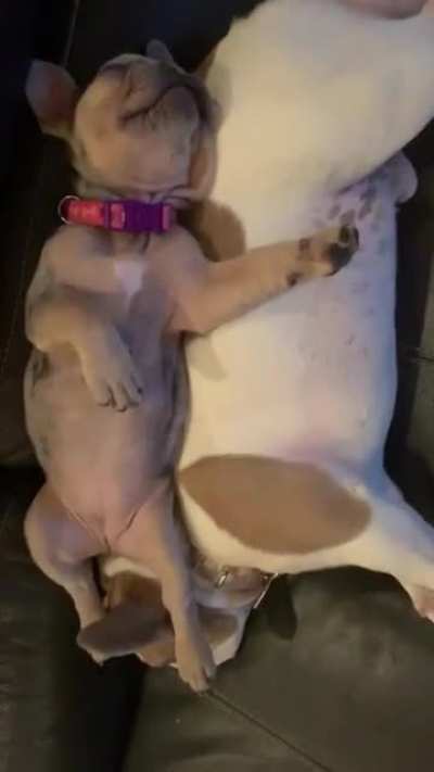 How do they sleep like this? ?