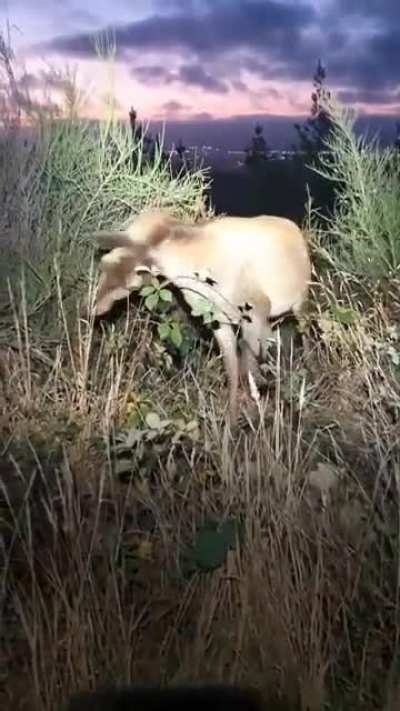There’s a creature on the prowl in those bushes!