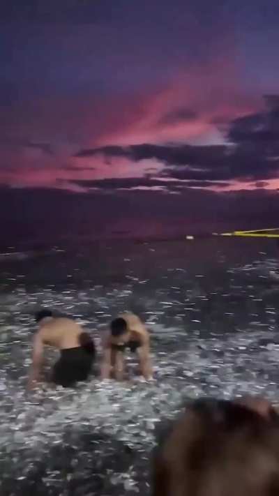 Millions of sardines washing up onshore.