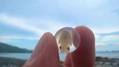 ? I found a small round object on the tidal flat, and when I wondered what it was, I found a baby squid in it. By @tsukamaetemita