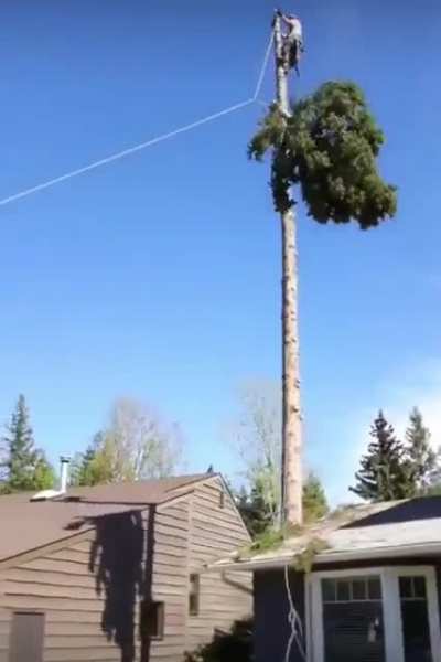 Tree cutting