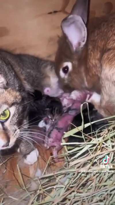 Cat & Rabbit share space for their newborn