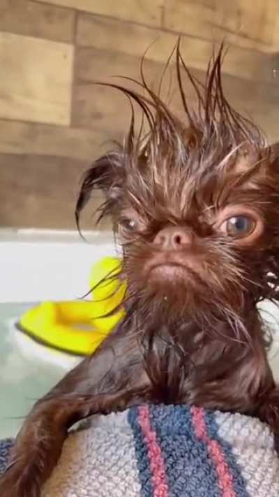 Crosspost from /r/eyebleach