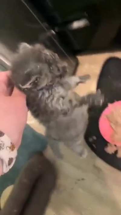 My Thanksgiving Spirit Animal