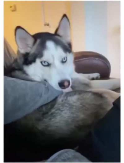 Officially the most dramatic dog?♥️