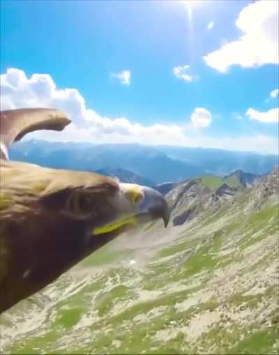 ?Incredible view of an Eagle