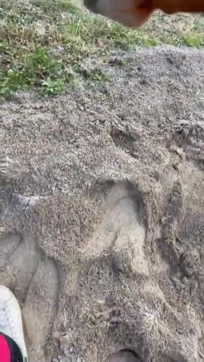 What a playful horse