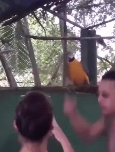 Parrot party animal ?