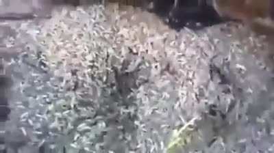 Guy eating maggots from dead moose with the best narration?