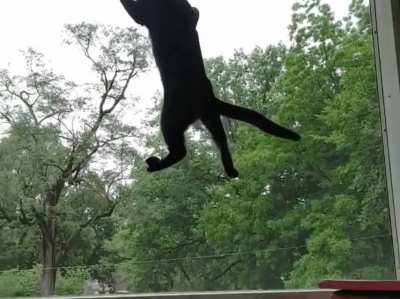 Cats defy all laws