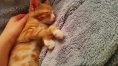 to wake a kitty