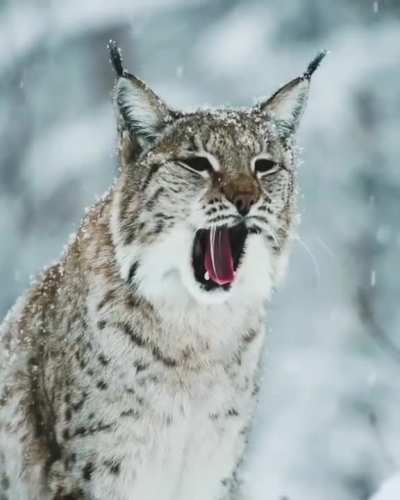 ? Yawn