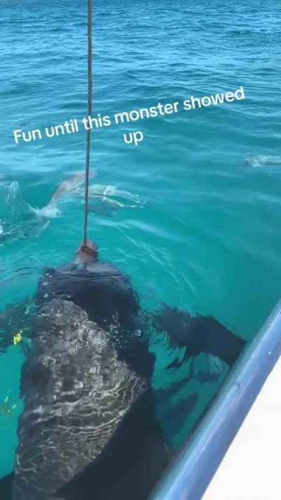 ? This enormous Goliath Grouper