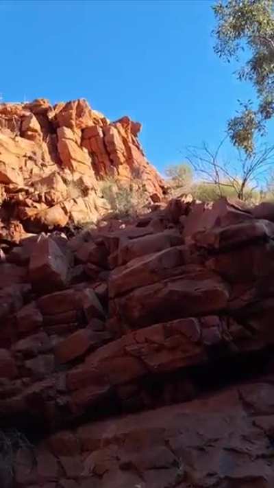 ? Release of an Endangered Black-flanked Rock Wallaby (Petrogale lateralis) at Newhaven Wildlife Sanctuary, central Australia /  Credit: @/bushbilby