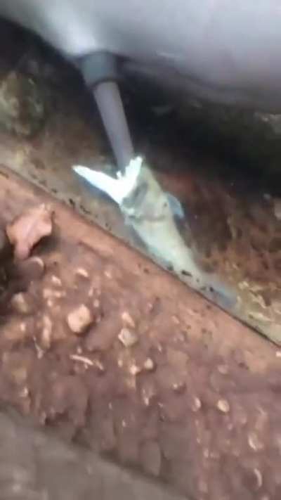 A dolphin doing dolphin things ?
