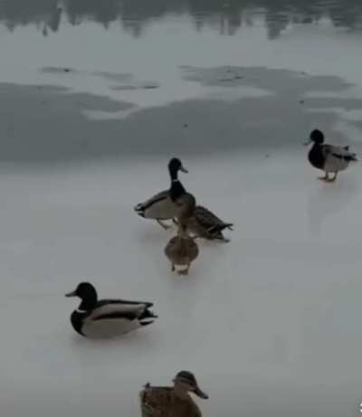 ?sliding ducks