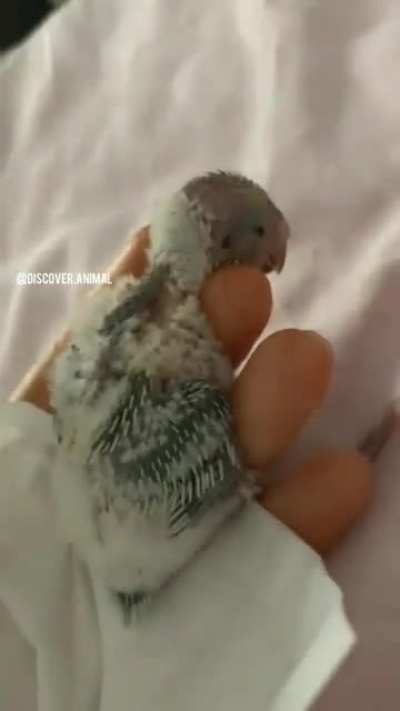 The miracle of life