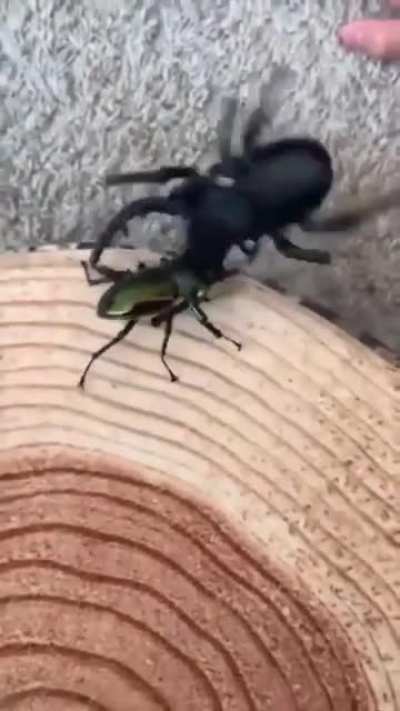 Don’t mess with the REAL beetle