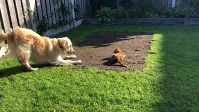 Kitten startled by his big friend