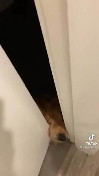There’s some irony in a dog wanting privacy in the bathroom.