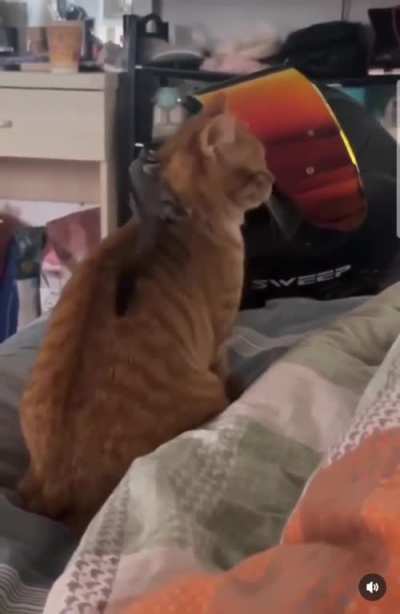 This cat was going through the stages. ?
