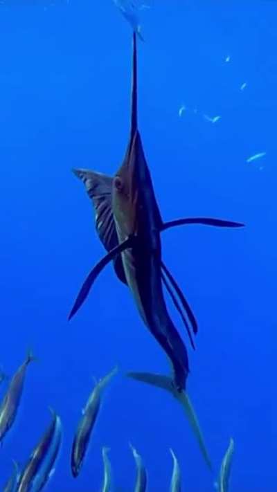 ? This gorgeous Pacific Sailfish