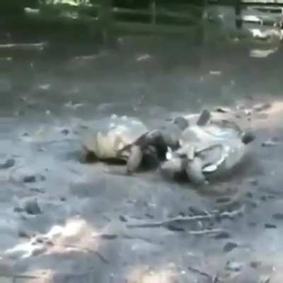 Tortoises looking out for one another