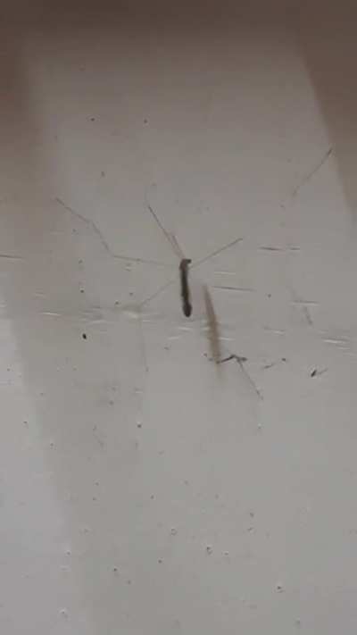 This spider jamming next to my study table.