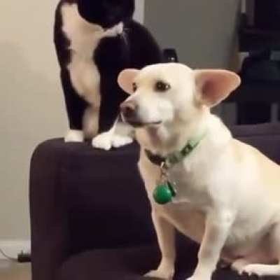 Cats could be something else