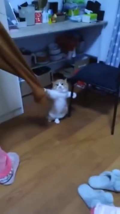 Spiderman Cat
