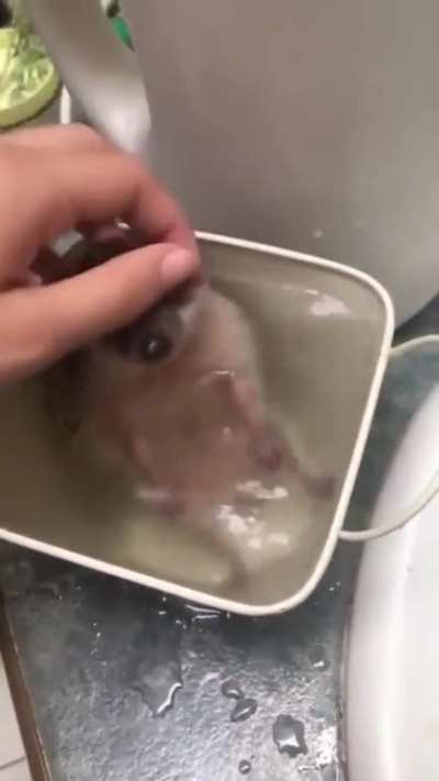 enjoy this baby hedgehog taking a bath?