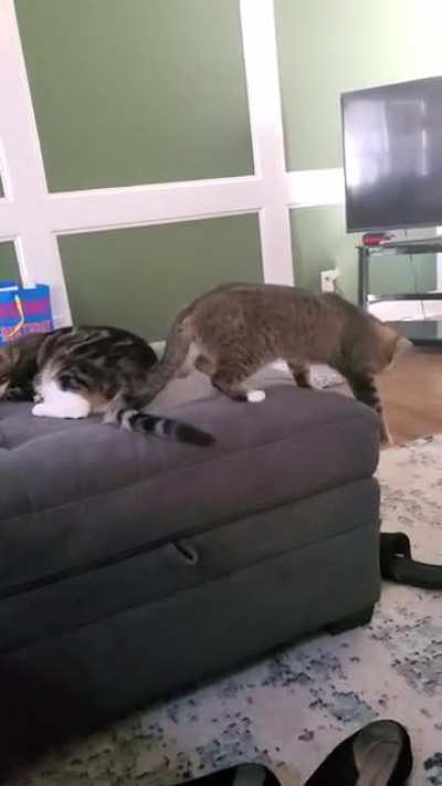 I thought all cats land on their feet?? (She is ok)