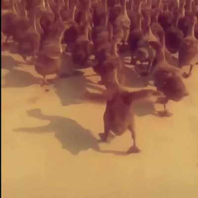 Marching Ducks with ?