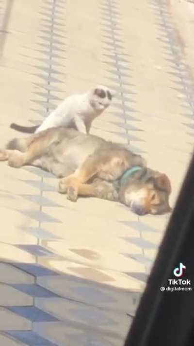 Sun naps