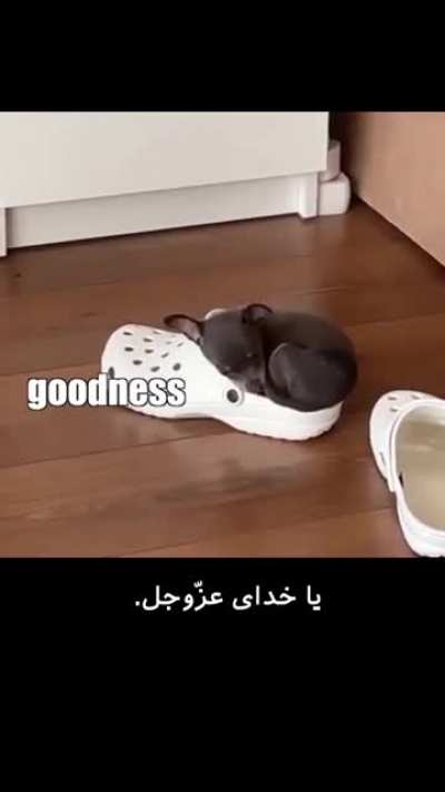 Funny puppy??